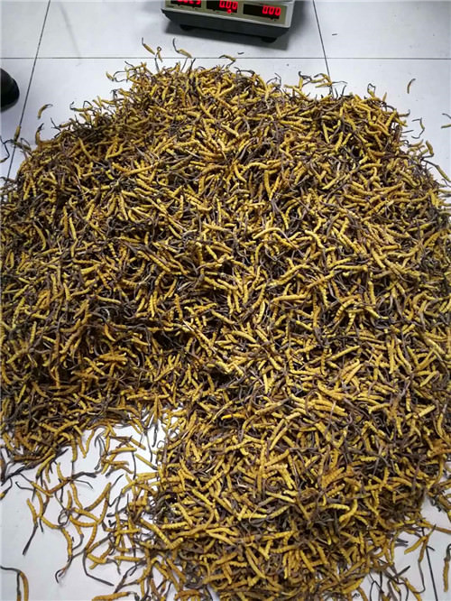 回收蟲草現(xiàn)場